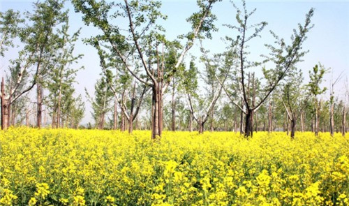 西安高橋墓園生態(tài)藝術(shù)園區(qū) 價(jià)格 電話(huà)